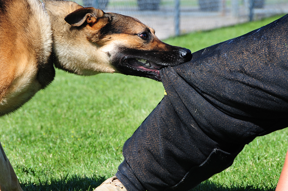 dog biting a person